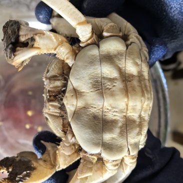 大闸蟹