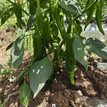 湘研55号辣椒