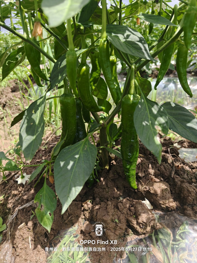湘研55号辣椒