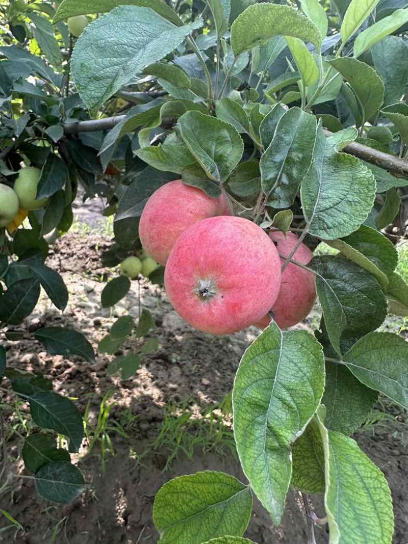 鲁丽苹果