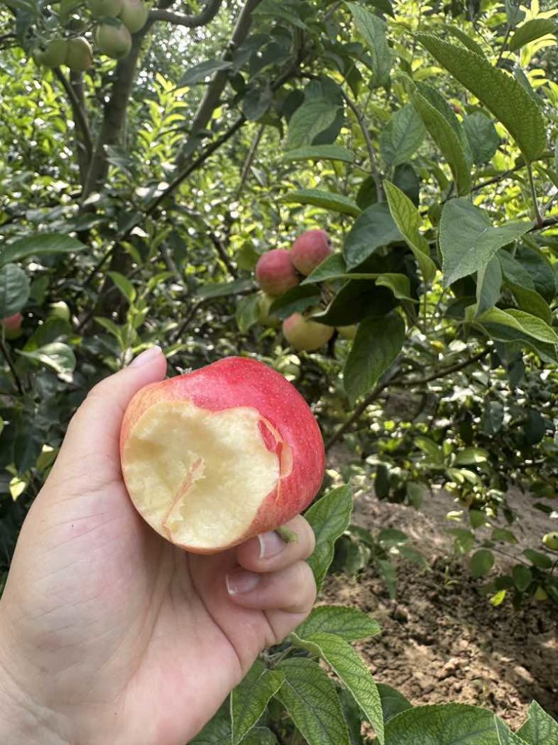 鲁丽苹果