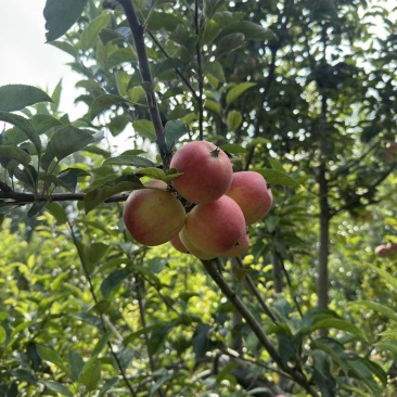鲁丽苹果