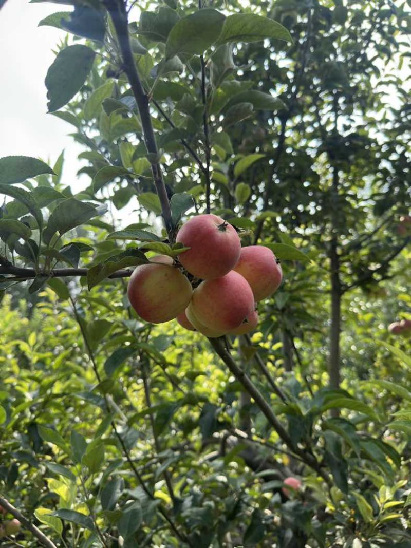 鲁丽苹果
