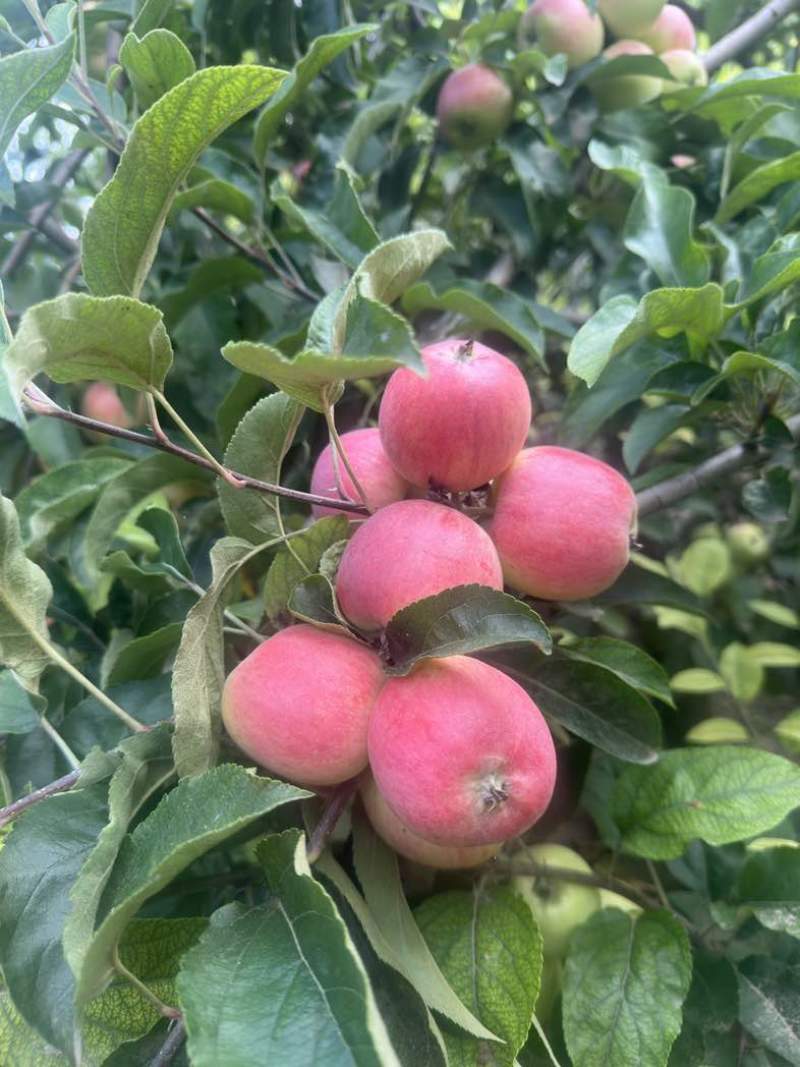 鲁丽苹果
