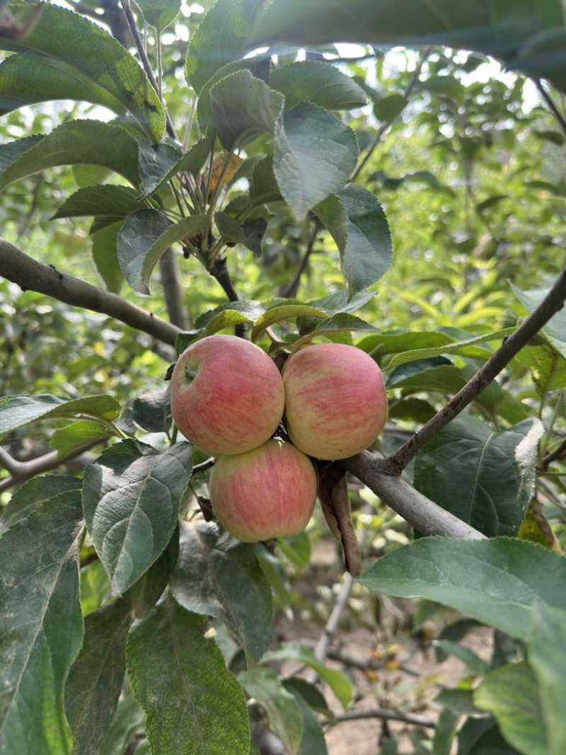 鲁丽苹果