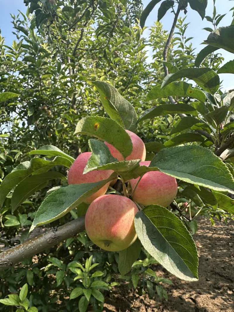 鲁丽苹果