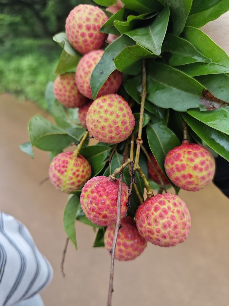 荔枝