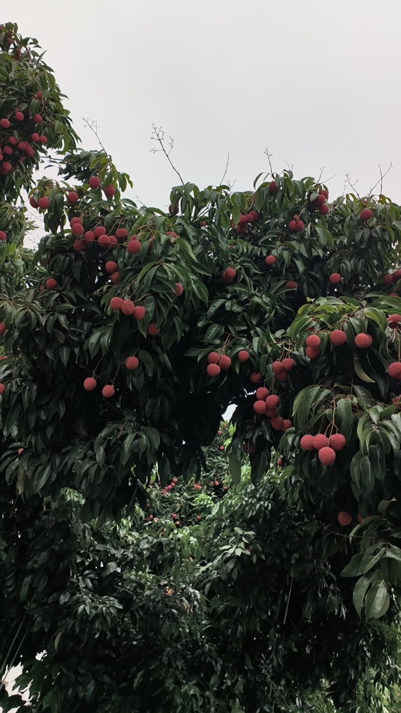 增城桂味荔枝