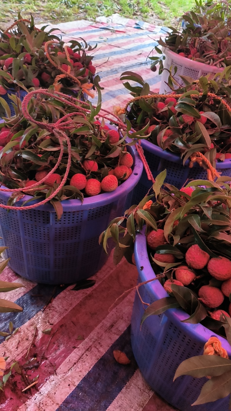 增城桂味荔枝