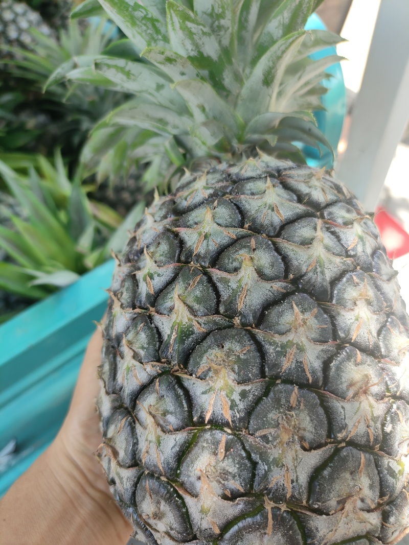 云南德宏芒市盖桃菠萝个头大。口感好。一件代发。有要的老板吗