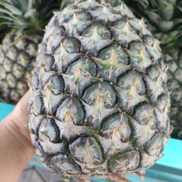 云南德宏芒市盖桃菠萝个头大。口感好。一件代发。有要的老板吗