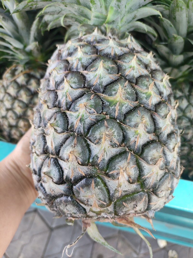 云南德宏芒市盖桃菠萝个头大。口感好。一件代发。有要的老板吗