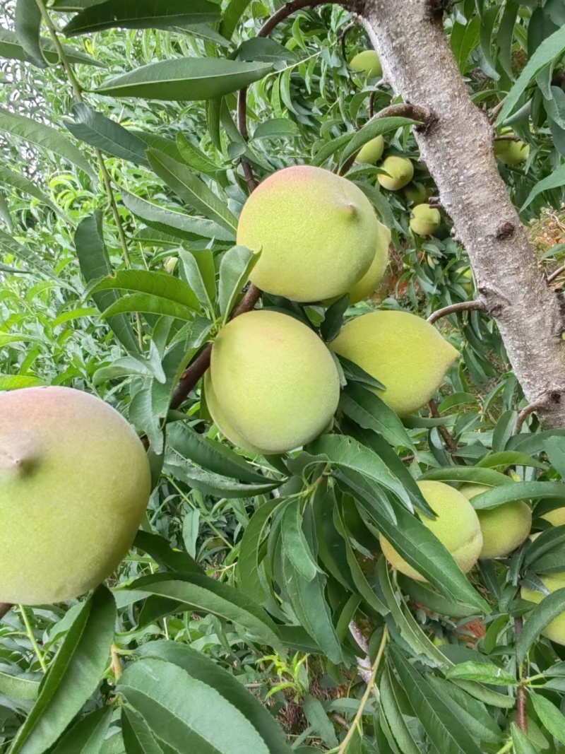 连平上坪鹰嘴桃岭南十大家果