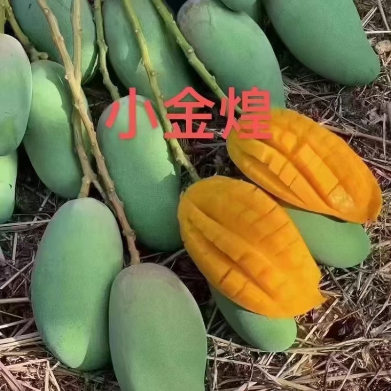 金煌芒