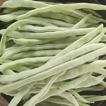 白芸豆