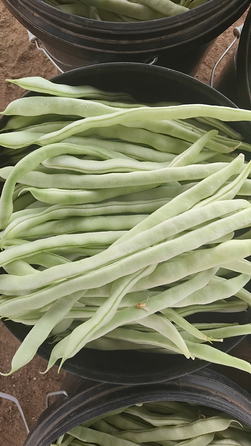 白芸豆