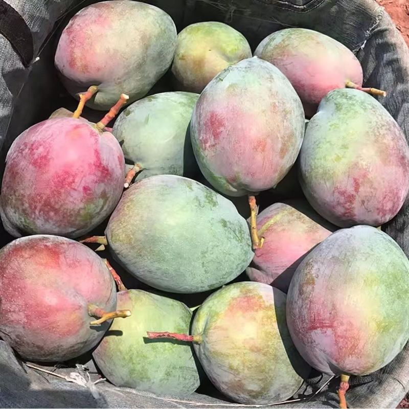 正宗四川攀枝花凯特芒果批发，青芒，支持全网电商一件代发