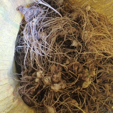 黄精，有量