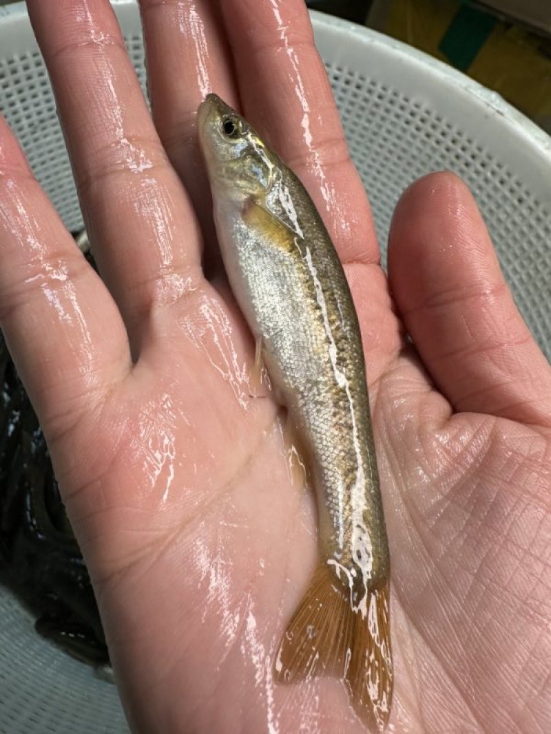 沙丁鱼