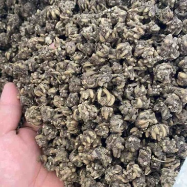猫爪草供应！品质不一样，价格不一样