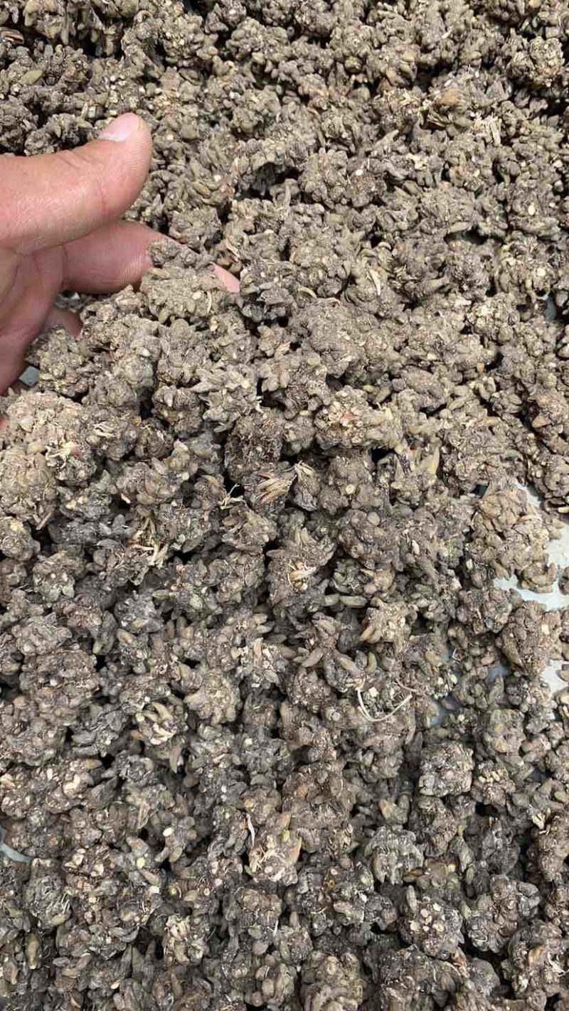 猫爪草供应！品质不一样，价格不一样