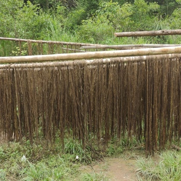 苎麻