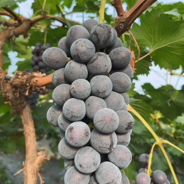 夏黑葡萄