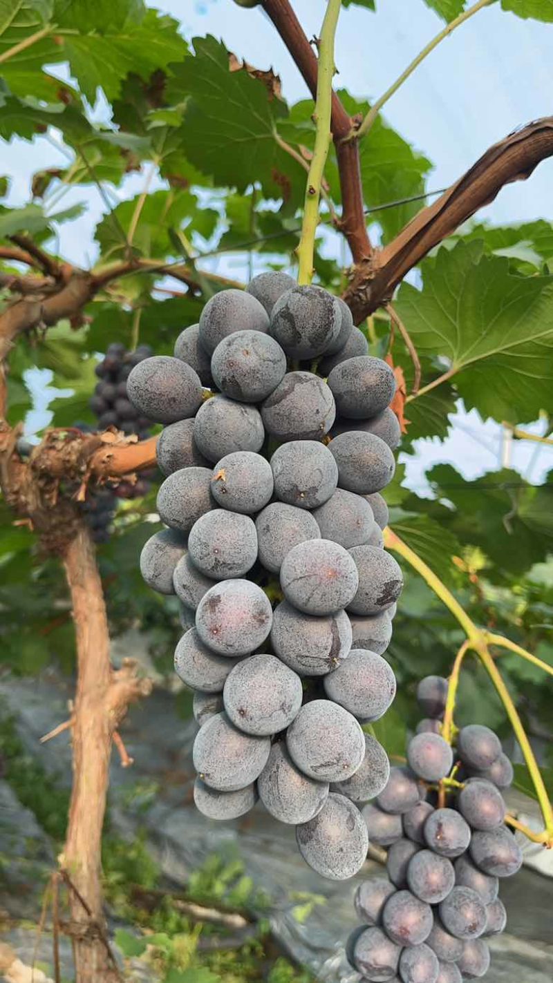 夏黑葡萄
