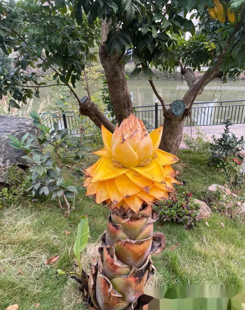 云南地涌金莲花，易栽易活，五十公分左右，含苞待放的