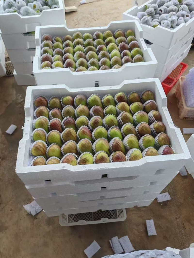 云南昆明无花果种植基地直发四季不断货，保质保量