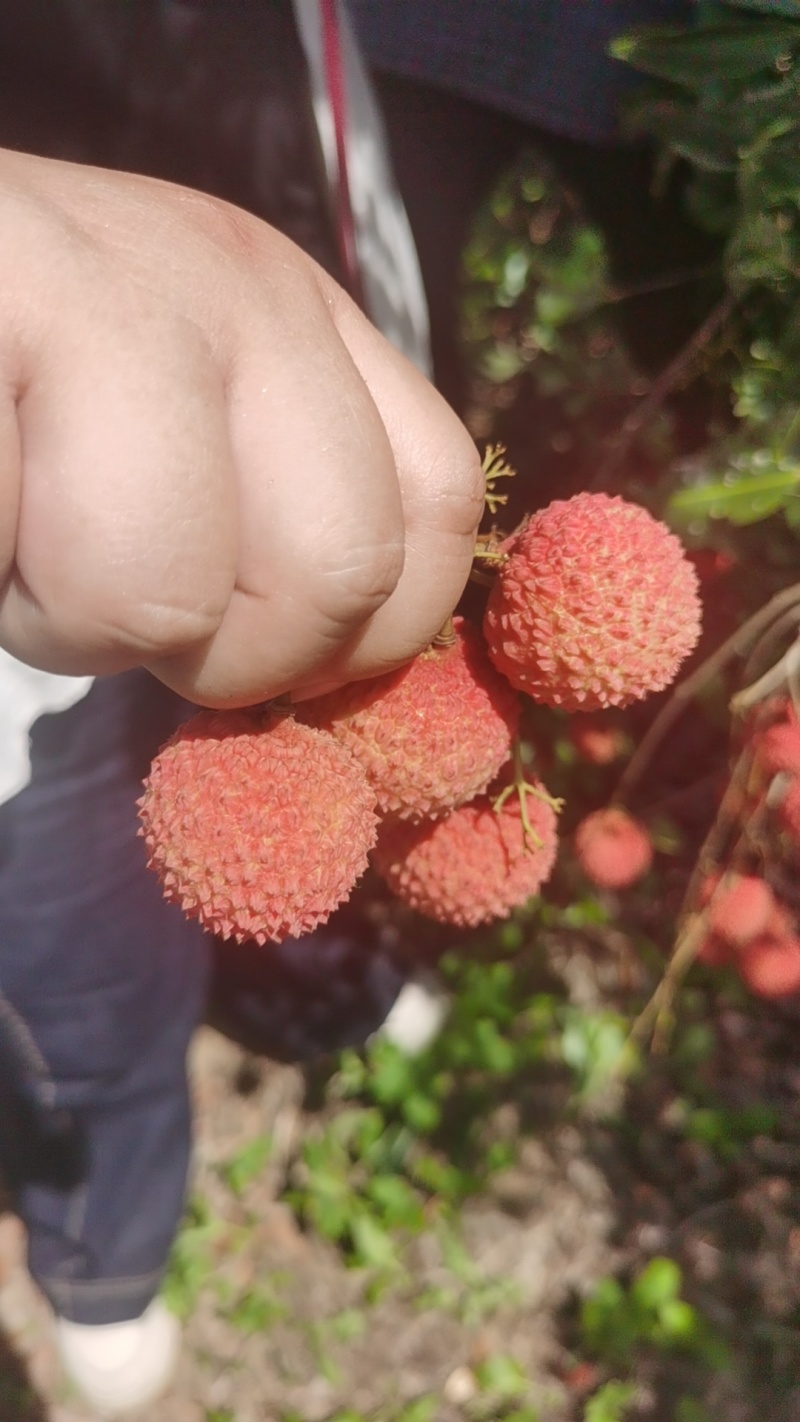 阳江荔枝