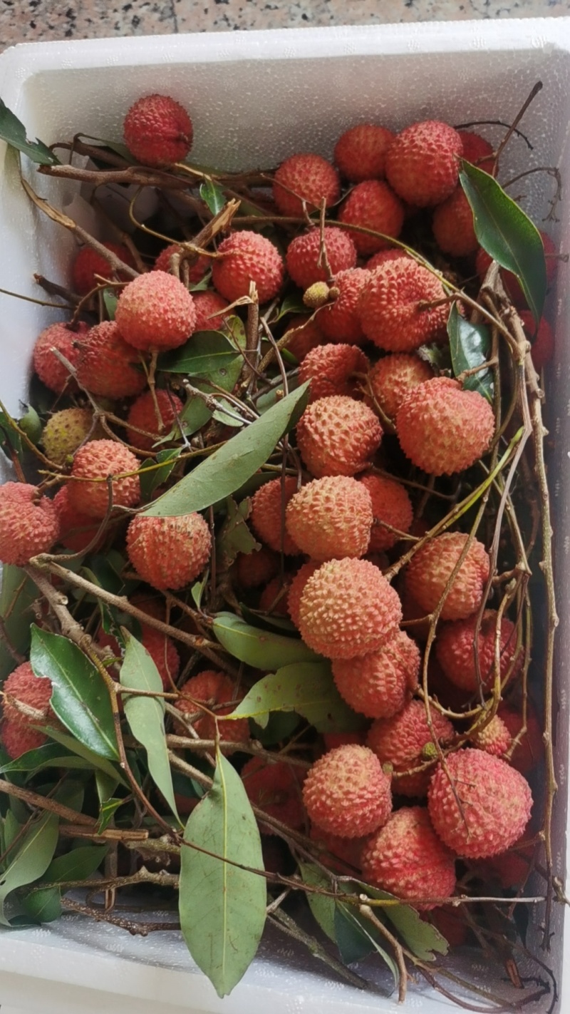 阳江荔枝