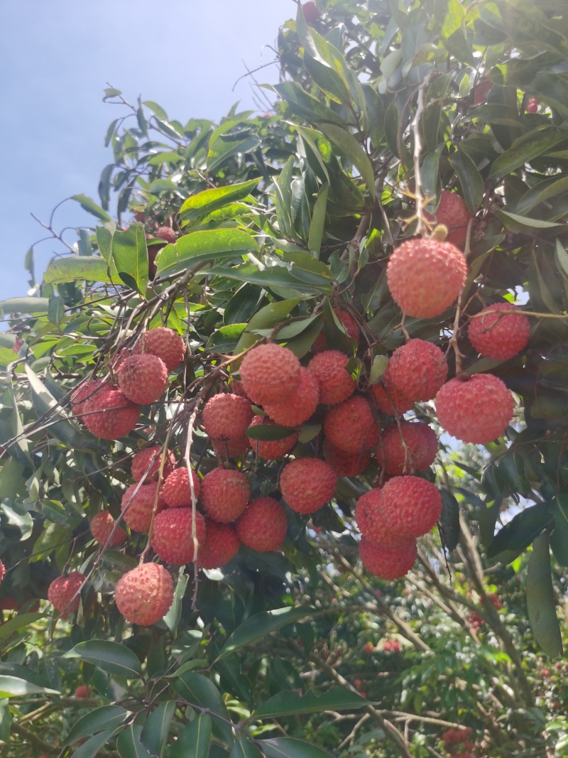 阳江荔枝