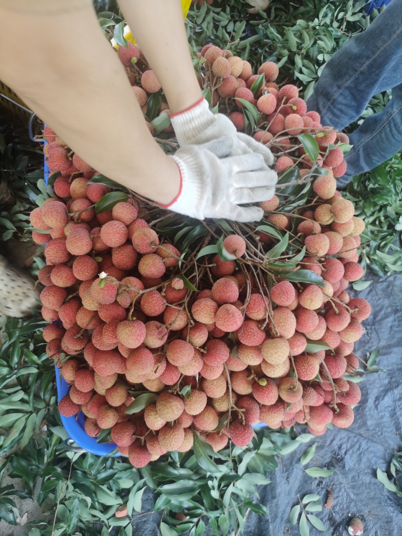 阳江荔枝