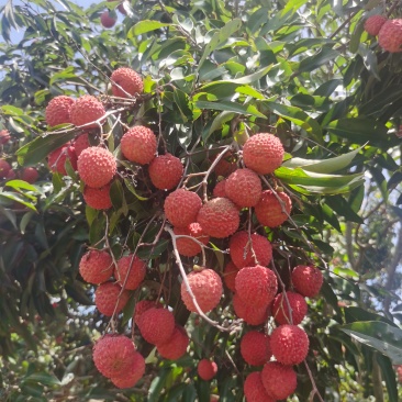 阳江荔枝