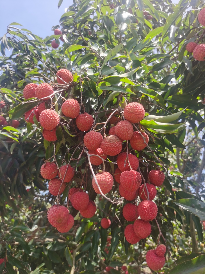 阳江荔枝