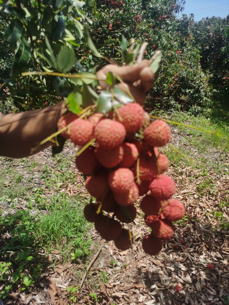阳江荔枝