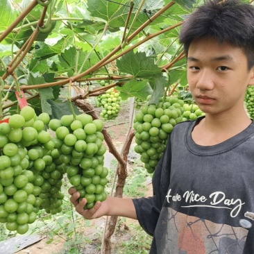 阳光玫瑰