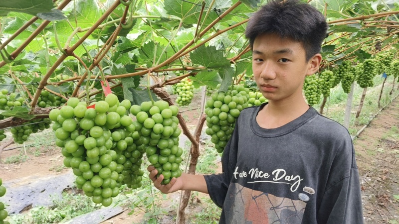 阳光玫瑰