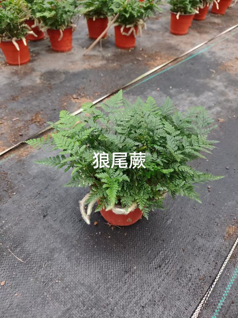 狼尾蕨
