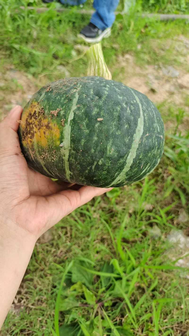 板栗南瓜