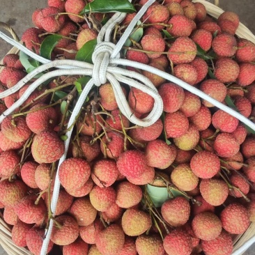 荔枝