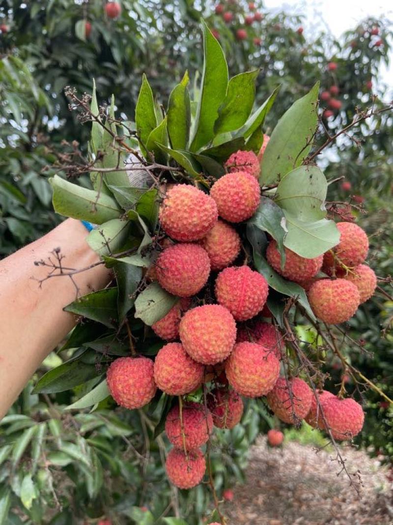 广西灵山桂味荔枝