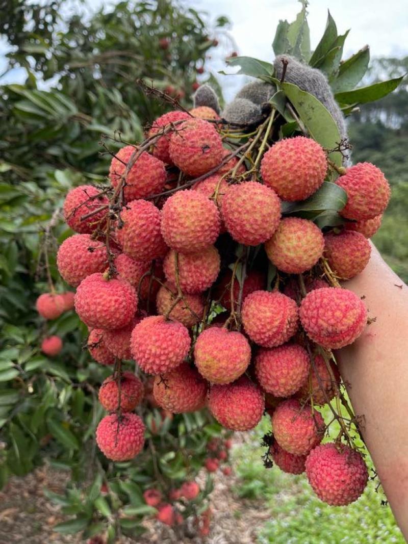 广西灵山桂味荔枝