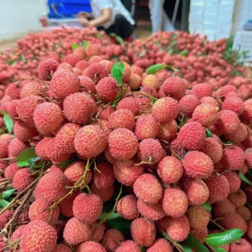 广西灵山桂味荔枝