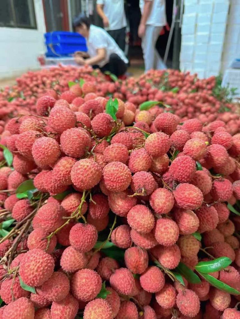广西灵山桂味荔枝