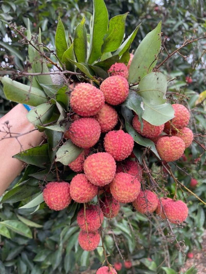 广西灵山桂味荔枝