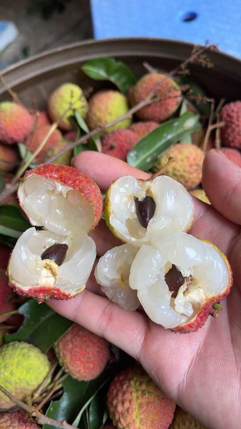 广西灵山糯米糍荔枝