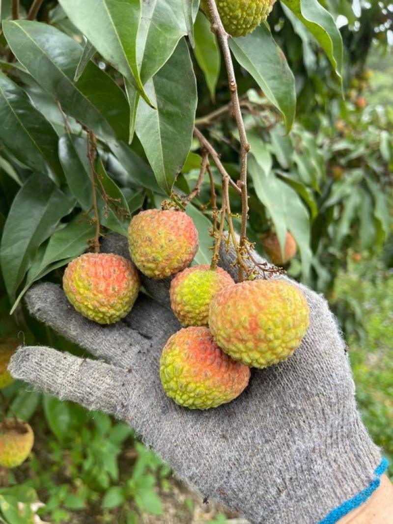 广西灵山糯米糍荔枝