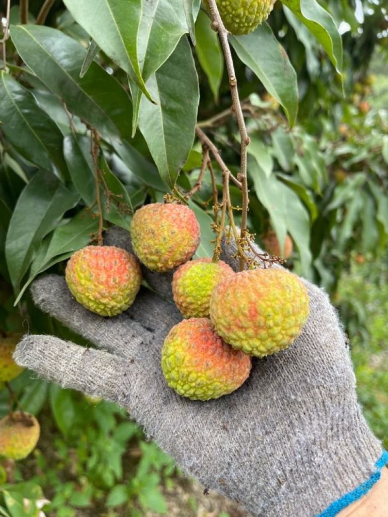广西灵山糯米糍荔枝